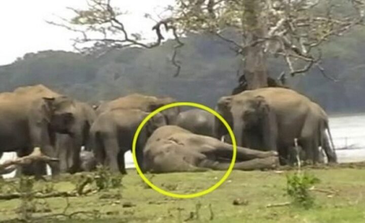 코끼리가 죽자마자 벌어지는 충격적인 현상