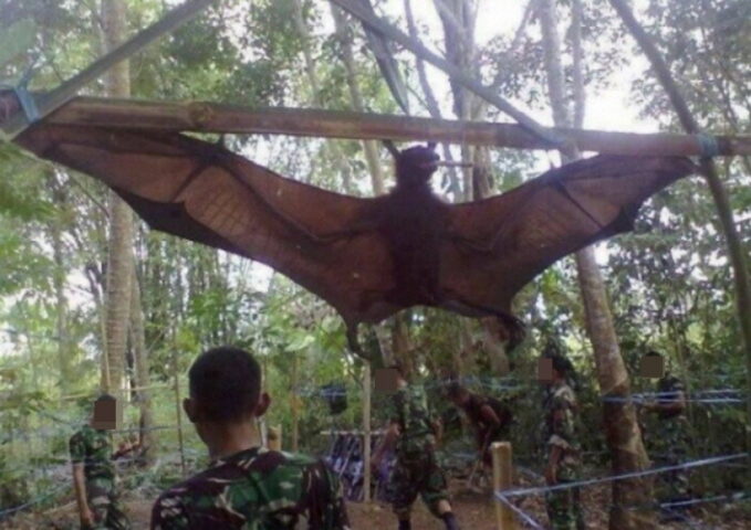 실제로 발견된 사람만 크기만한 박쥐의 놀라운 정체
