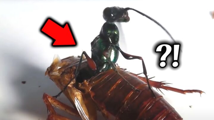 실제로 바퀴벌레를 좀비로 만들어 조종하는 곤충의 실체