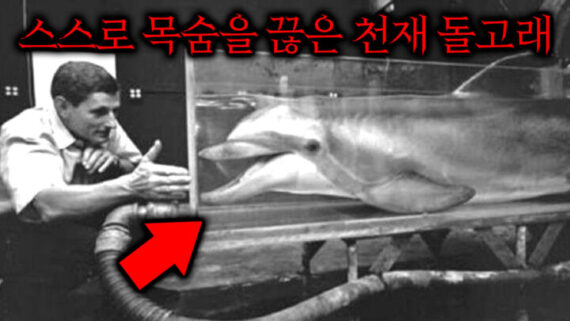 최초로 인간과 대화했던 돌고래가 스스로 죽음을 선택한 이유