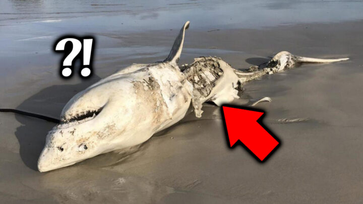 현재 전세계에서 발견되고 있는 기이한 상어의 시체들