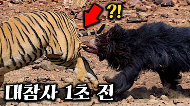 호랑이 vs 곰 싸움에서 벌어진 충격적인 결말