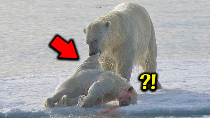 지구온난화로 인해 북극곰들이 보인 충격적인 행동